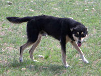 犬