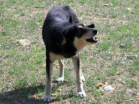 犬