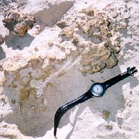 [あばらがみえた]