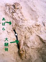 [大腿骨がみえた]