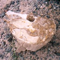 [プロトケラトプスの化石]